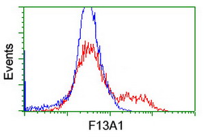 F13A1 / Factor XIIIa Antibody - HEK293T cells transfected with either overexpress plasmid (Red) or empty vector control plasmid (Blue) were immunostained by anti-F13A1 antibody, and then analyzed by flow cytometry.