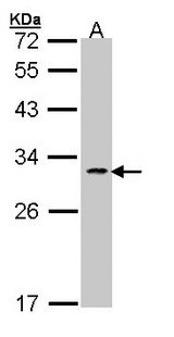 FASLG / Fas Ligand Antibody - Sample (30 ug of whole cell lysate). A: 293T. 12% SDS PAGE. FASLG antibody diluted at 1:1000. 