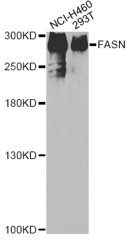 FASN / Fatty Acid Synthase Antibody - Western blot analysis of extracts of various cell lines, using FASN antibody at 1:200 dilution. The secondary antibody used was an HRP Goat Anti-Rabbit IgG (H+L) at 1:10000 dilution. Lysates were loaded 25ug per lane and 3% nonfat dry milk in TBST was used for blocking. An ECL Kit was used for detection and the exposure time was 90s.