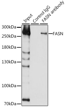 FASN / Fatty Acid Synthase Antibody - Immunoprecipitation analysis of 200ug extracts of 293T cells, using 3 ug FASN antibody. Western blot was performed from the immunoprecipitate using FASN antibodyat a dilition of 1:1000.