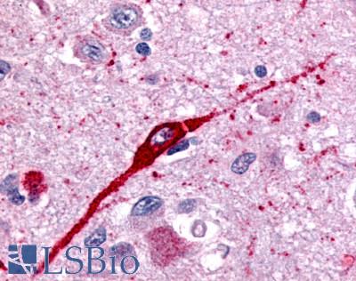FFAR2 / GPR43 Antibody - Brain, Hypothalamus