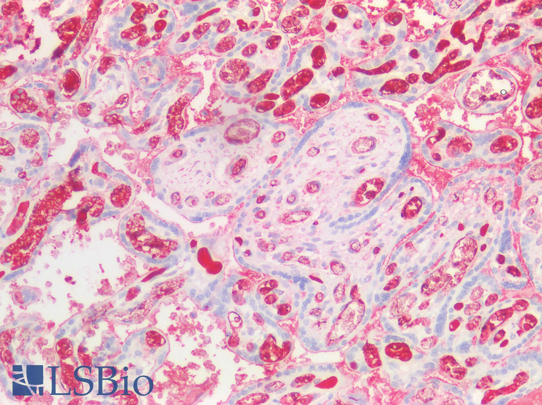 FGA / Fibrinogen Alpha Antibody - Human Placenta: Formalin-Fixed, Paraffin-Embedded (FFPE)