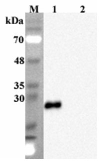 FGF19 Antibody - Western blot analysis using anti-FGF-19 (human), mAb (FG369-1) at 1:2000 dilution. 1: Human FGF-19 (His-tagged). 2: Mouse vaspin (His-tagged) (negative control).