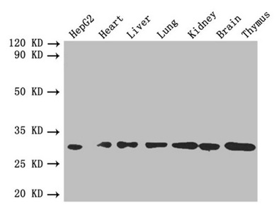 FGF2 / Basic FGF Antibody - Western blot All lanes: FGF2 antibody at 4 µg/ml Lane 1: HepG2 whole cell lysate Lane 2: Mouse heart tissue Lane 3: Mouse liver tissue Lane 4: Mouse lung tissue Lane 5: Mouse kidney tissue Lane 6: Mouse brain tissue Lane 7: Mouse thymus tissue Secondary Goat polyclonal to rabbit IgG at 1/10000 dilution Predicted band size: 31, 23, 18, 22 kDa Observed band size: 31 kDa