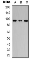 FLG / Filaggrin Antibody - Western blot analysis of Filaggrin expression in HeLa (A); NS-1 (B); PC12 (C) whole cell lysates.