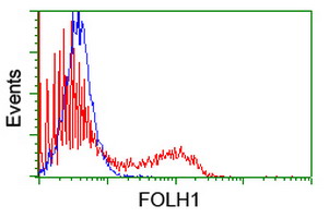 FOLH1 / PSMA Antibody - HEK293T cells transfected with either overexpress plasmid (Red) or empty vector control plasmid (Blue) were immunostained by anti-FOLH1 antibody, and then analyzed by flow cytometry.