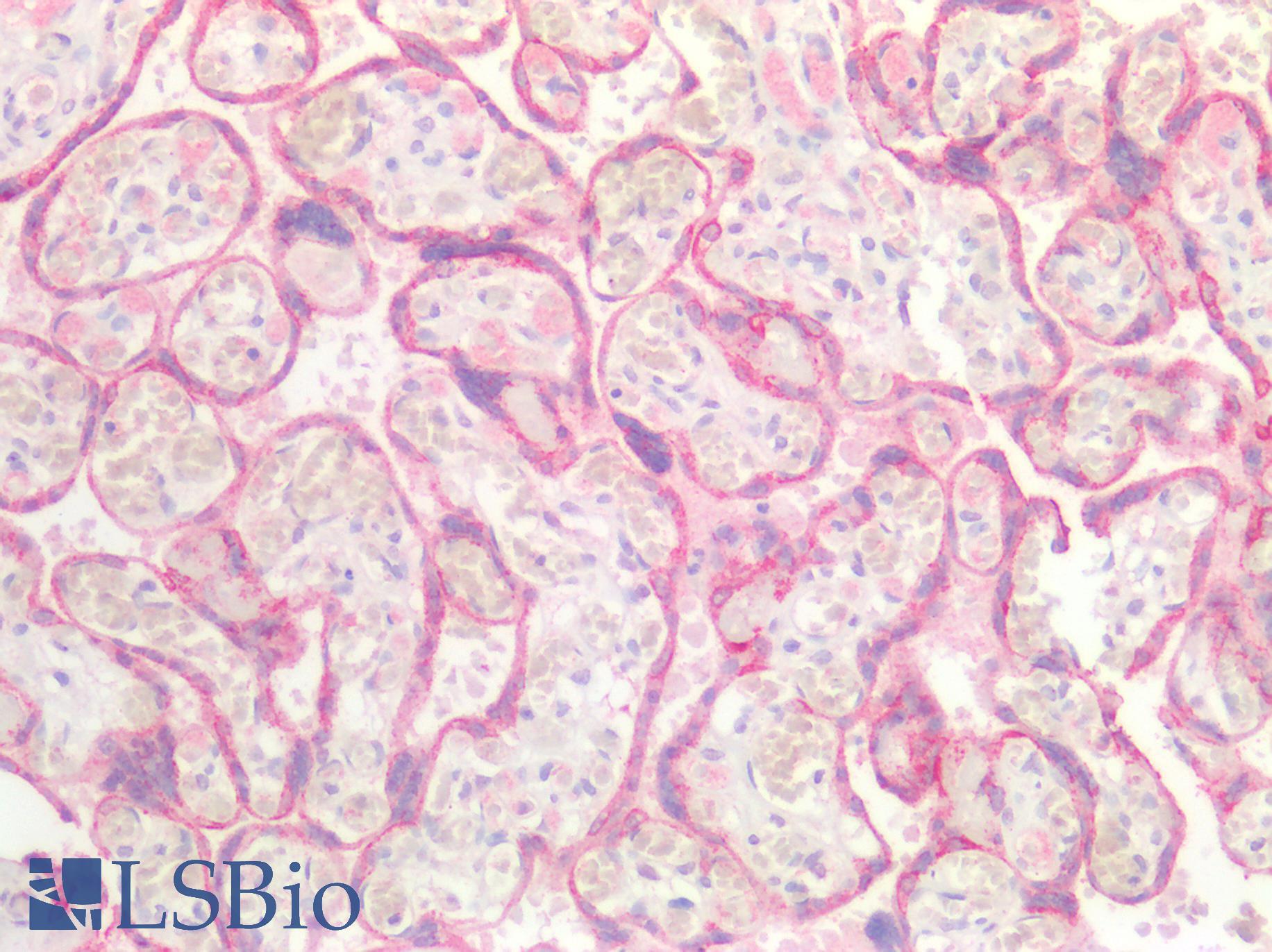 FOLR1 / Folate Receptor Alpha Antibody - Human Placenta: Formalin-Fixed, Paraffin-Embedded (FFPE)