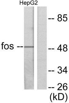 FOS / c-FOS Antibody - Western blot analysis of lysates from HepG2 cells, using Fos Antibody. The lane on the right is blocked with the synthesized peptide.