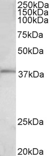 FOS / c-FOS Antibody - c-FOS antibody (0.3µg/ml) staining of HeLa lysate (35µg protein in RIPA buffer). Detected by chemiluminescence.