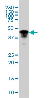 FOXA1 Antibody - Western blot of FOXA1 expression in HepG2 cell lysate.