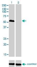 FOXA1 Antibody - Western blot of FOXA1 over-expressed 293 cell line, cotransfected with FOXA1 Validated Chimera RNAi (Lane 2) or non-transfected control (Lane 1). Blot probed with FOXA1 monoclonal antibody. GAPDH (36.1 kD) used as control.