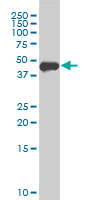 FOXA1 Antibody - Western blot of FOXA1 expression in MCF-7 cell lysate.