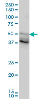 FOXA2 Antibody - FOXA2 monoclonal antibody clone 1C7 Western blot of FOXA2 expression in HepG2.