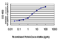 FOXA2 Antibody - Detection limit for recombinant GST tagged FOXA2 is approximately 0.03 ng/ml as a capture antibody.