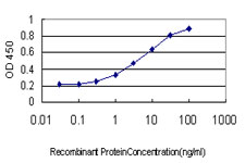 FOXA2 Antibody - Detection limit for recombinant GST tagged FOXA2 is approximately 0.1 ng/ml as a capture antibody.