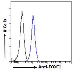 FOXC1 Antibody - FOXC1 antibody flow cytometric analysis of paraformaldehyde fixed HEK293 cells (blue line), permeabilized with 0.5% Triton. Primary incubation 1hr (10ug/ml) followed by Alexa Fluor 488 secondary antibody (2ug/ml). IgG control: Unimmunized goat IgG (black line) followed by Alexa Fluor 488 secondary antibody.
