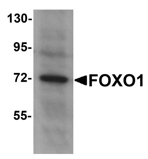FOXO1 / FKHR Antibody - Western blot analysis of FOXO1 in HeLa cell lysate with FOXO1 antibody at 1 ug/ml.