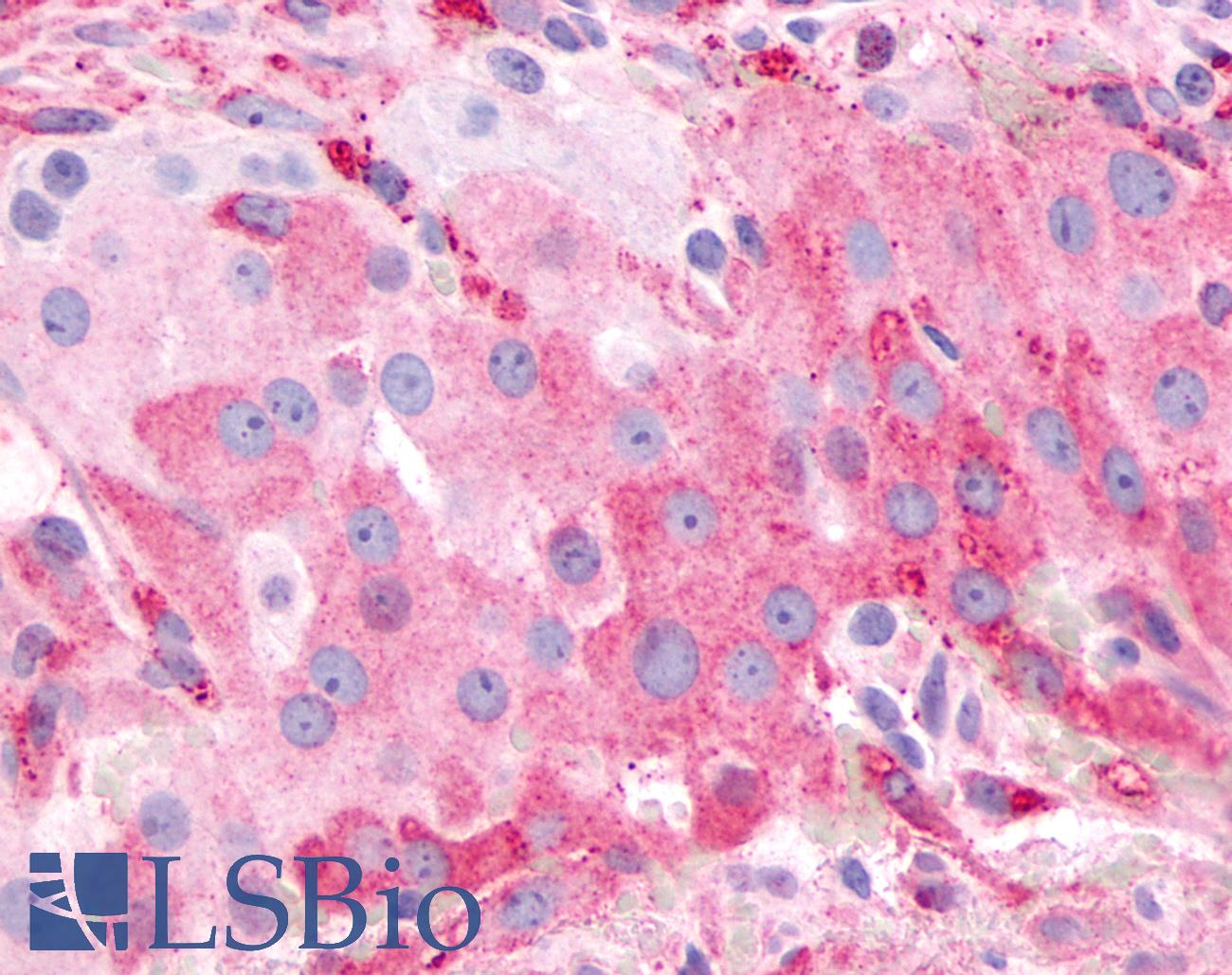 FP / PTGFR Antibody - Anti-PTGFR antibody IHC of human ovary. Immunohistochemistry of formalin-fixed, paraffin-embedded tissue after heat-induced antigen retrieval.