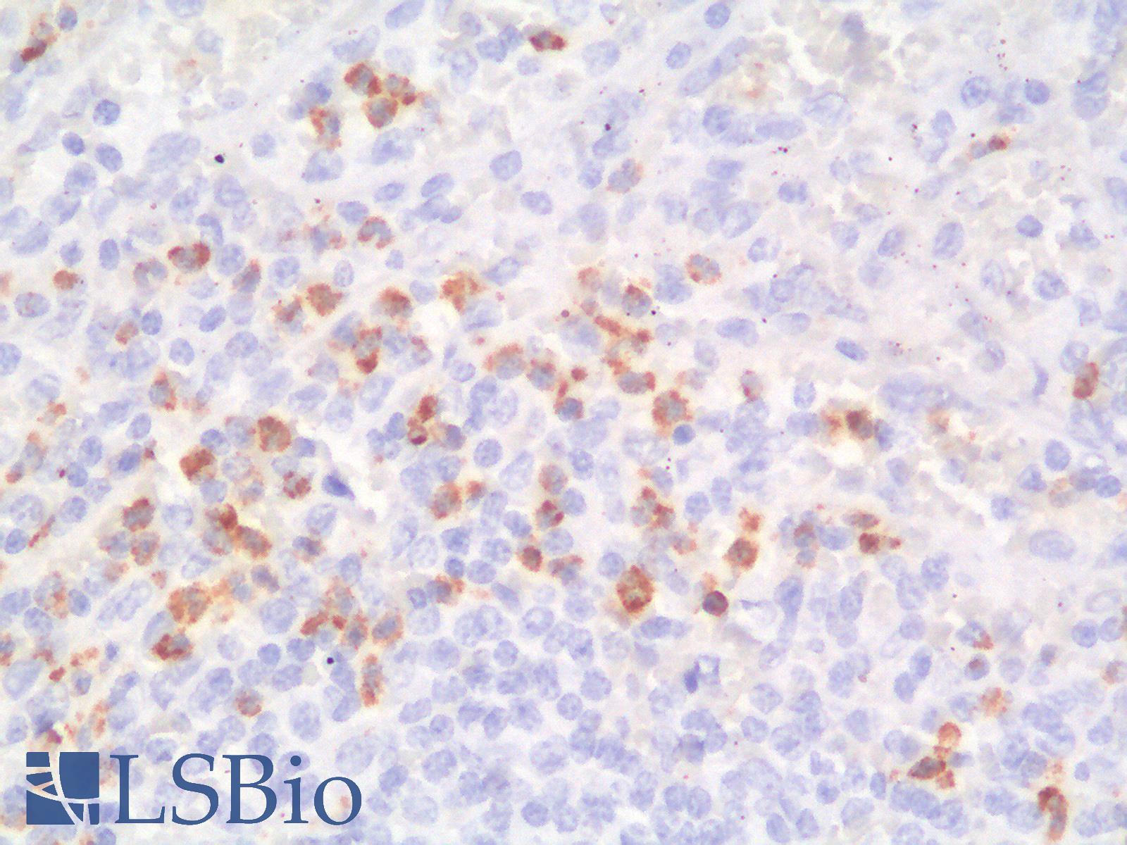 FUT4 / CD15 Antibody - Human Spleen: Formalin-Fixed, Paraffin-Embedded (FFPE)