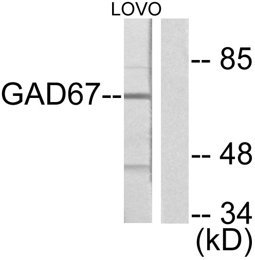 GAD1 / GAD67 Antibody - Western blot analysis of lysates from LOVO cells, using GAD1 Antibody. The lane on the right is blocked with the synthesized peptide.