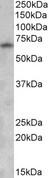 GAD1 / GAD67 Antibody - GAD1 / GAD67 antibody (0.5µg/ml) staining of Human Brain (Cerebral Cortex) lysate (35µg protein in RIPA buffer). Detected by chemiluminescence.