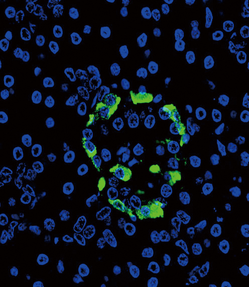 GCG / Glucagon Antibody - Confocal immunofluorescence of Glucagon Antibody with pancreas tissue followed by Alexa Fluor 488-conjugated goat anti-rabbit lgG (green). DAPI was used to stain the cell nuclear (blue).