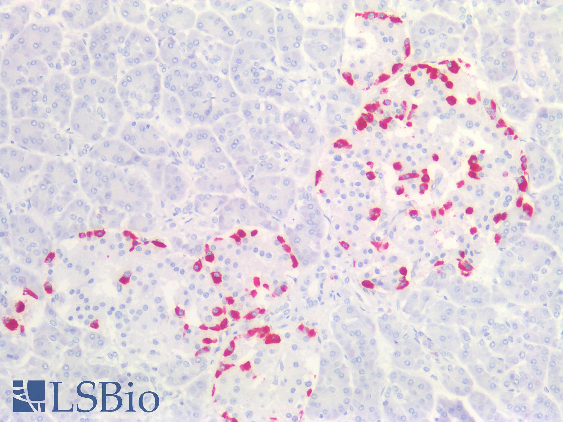 GCG / Glucagon Antibody - Human Pancreas: Formalin-Fixed, Paraffin-Embedded (FFPE)