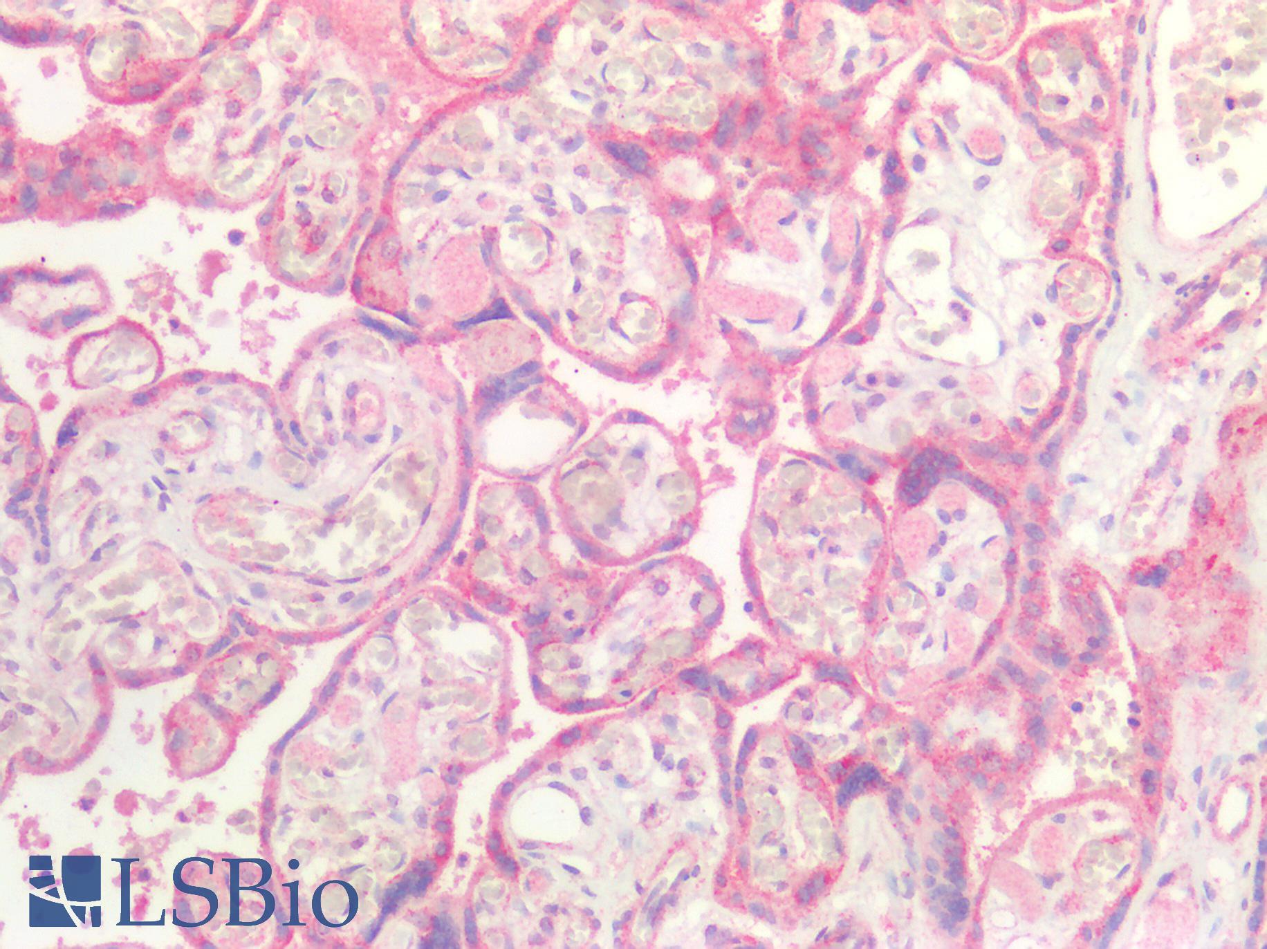 GDF15 Antibody - Human Placenta: Formalin-Fixed, Paraffin-Embedded (FFPE)