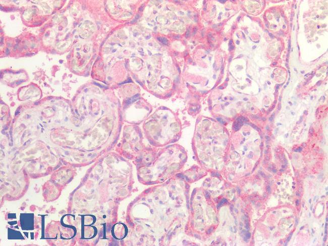 GDF15 Antibody - Human Placenta: Formalin-Fixed, Paraffin-Embedded (FFPE)