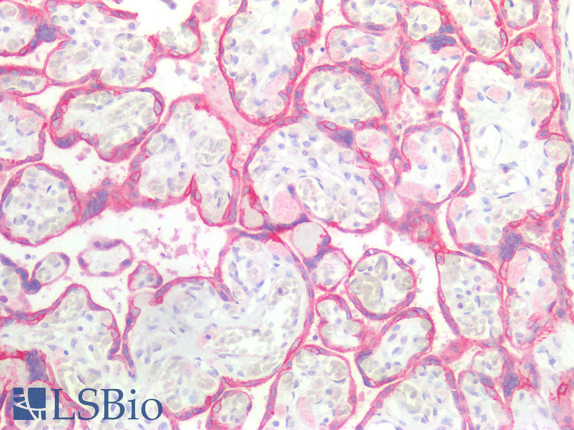 GDF15 Antibody - Human Placenta: Formalin-Fixed, Paraffin-Embedded (FFPE)