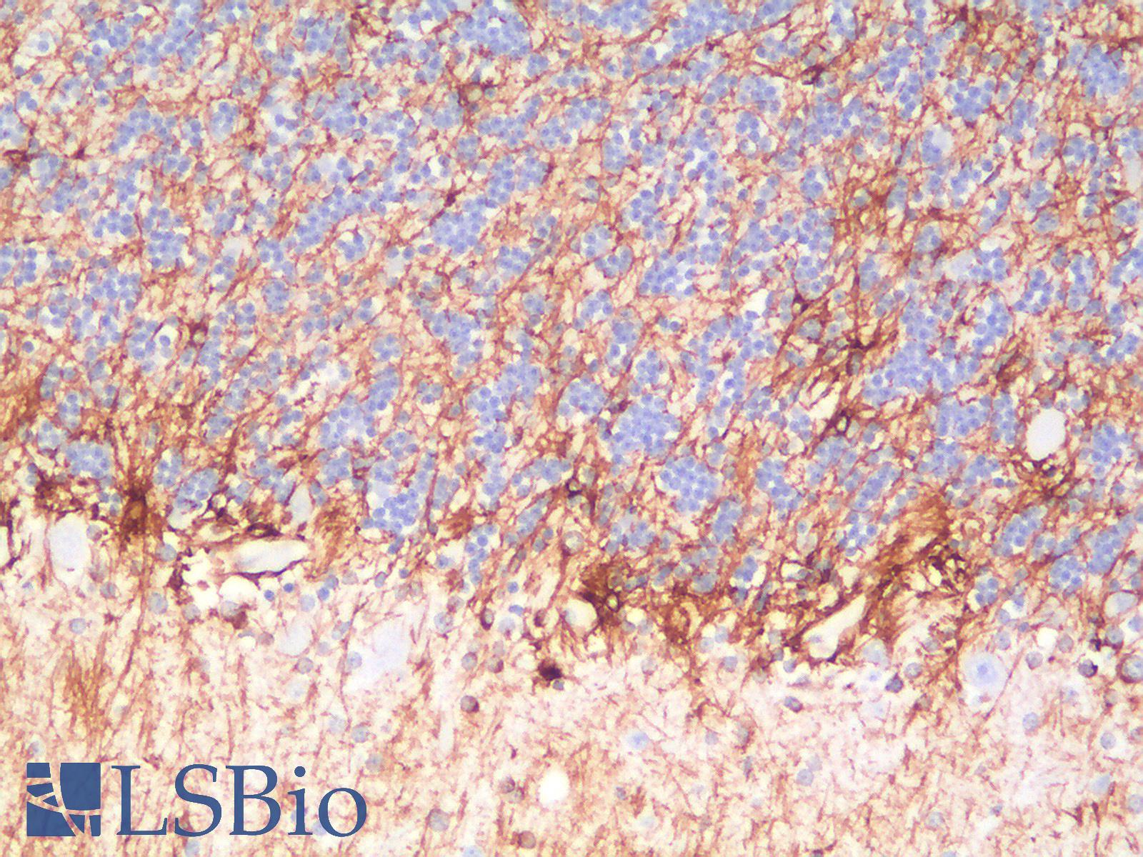GFAP Antibody - Human Cerebellum: Formalin-Fixed, Paraffin-Embedded (FFPE)