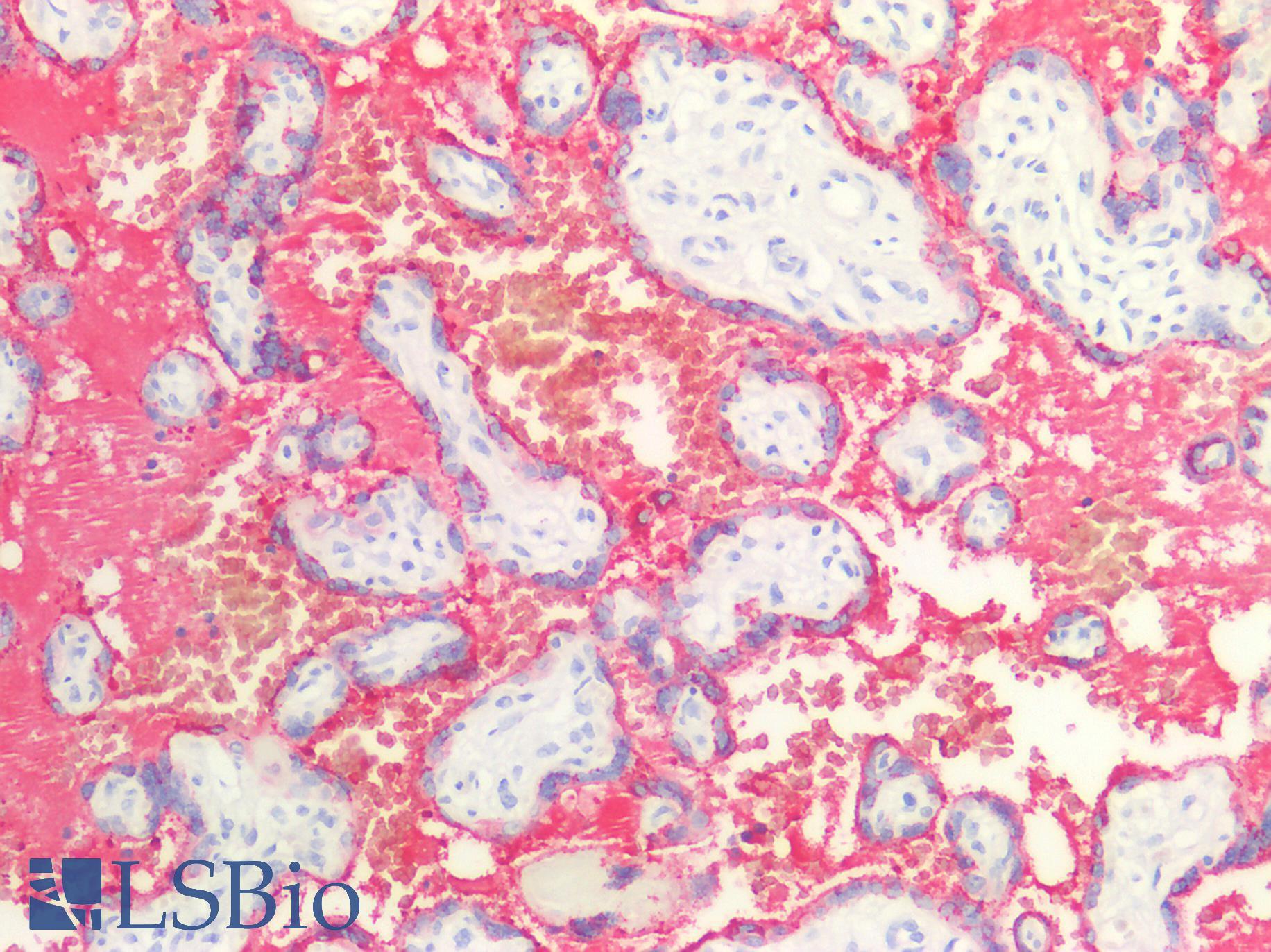 GH / Growth Hormone Antibody - Human Placenta: Formalin-Fixed, Paraffin-Embedded (FFPE)