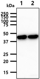 GLUL / Glutamine Synthetase Antibody - The mouse tissue lysates (40ug) were resolved by SDS-PAGE, transferred to PVDF membrane and probed with anti-human GLUL antibody (1:1000). Proteins were visualized using a goat anti-mouse secondary antibody conjugated to HRP and an ECL detection system. Lane 1.: Mouse brain tissue lysate Lane 2.: Mouse liver tissue lysate