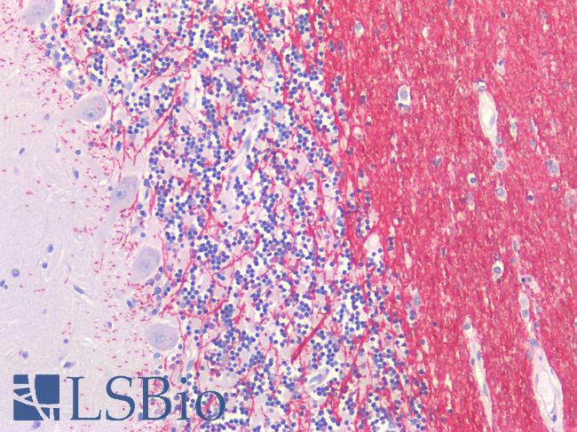 GLUL / Glutamine Synthetase Antibody - Human Brain, Cerenellum: Formalin-Fixed, Paraffin-Embedded (FFPE)