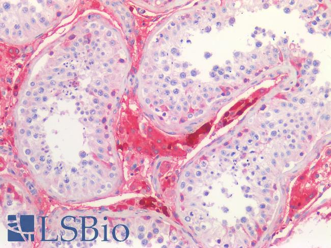 GLUL / Glutamine Synthetase Antibody - Human Testis: Formalin-Fixed, Paraffin-Embedded (FFPE)