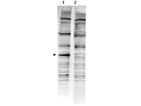 GLUP / PACRG Antibody - Anti-PACRG Antibody - Western Blot. Western blot of Affinity Purified anti-PACRG antibody shows detection of a band ~40 kD corresponding to human PACRG (arrowhead lane 1). Specific reactivity with this band is blocked when the antibody is pre-incubated with the immunizing peptide (lane 2). Approximately 35 ug of a mouse embryonic fibroblast (MEF) whole cell lysate was separated by 4-20% SDS-PAGE and transferred onto nitrocellulose. After blocking the membrane was probed with the primary antibody diluted to 1:1500 for 2h at room temperature followed by washes and reaction with a 1:10000 dilution of IRDye800 conjugated Gt-a-Rabbit IgG [H&L] MX ( for 45 min at room temperature. IRDye800 fluorescence image was captured using the Odyssey Infrared Imaging System developed by LI-COR. IRDye is a trademark of LI-COR, Inc. Other detection systems will yield similar results.