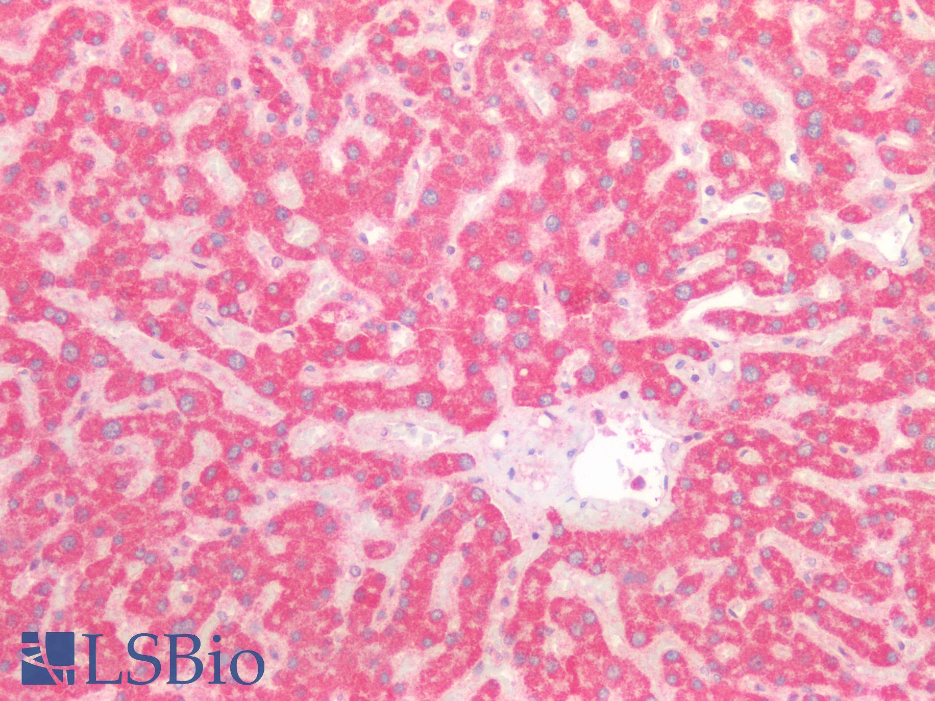 GNAQ Antibody - Human Liver: Formalin-Fixed, Paraffin-Embedded (FFPE)