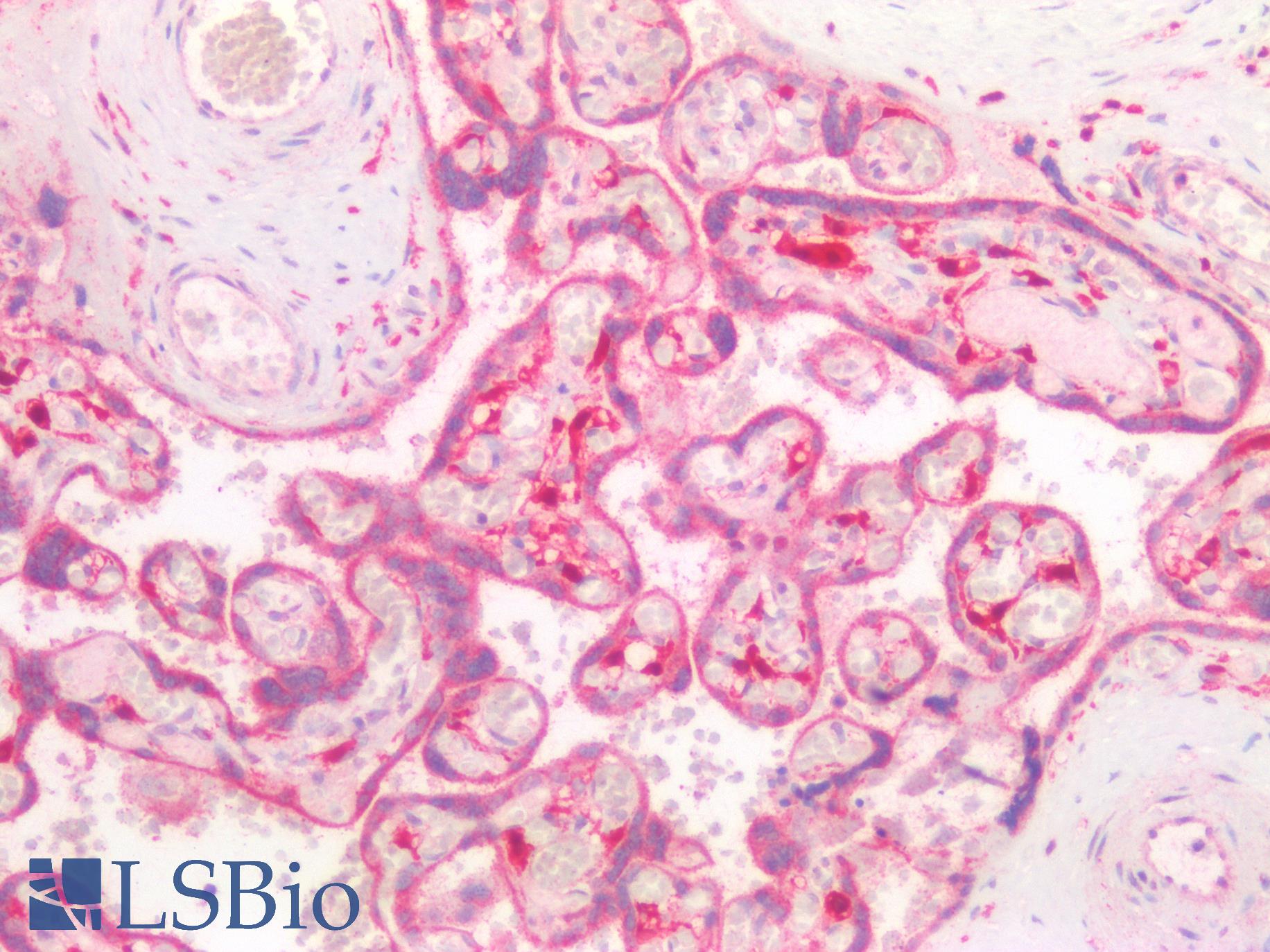 GNAQ Antibody - Human Placenta: Formalin-Fixed, Paraffin-Embedded (FFPE)