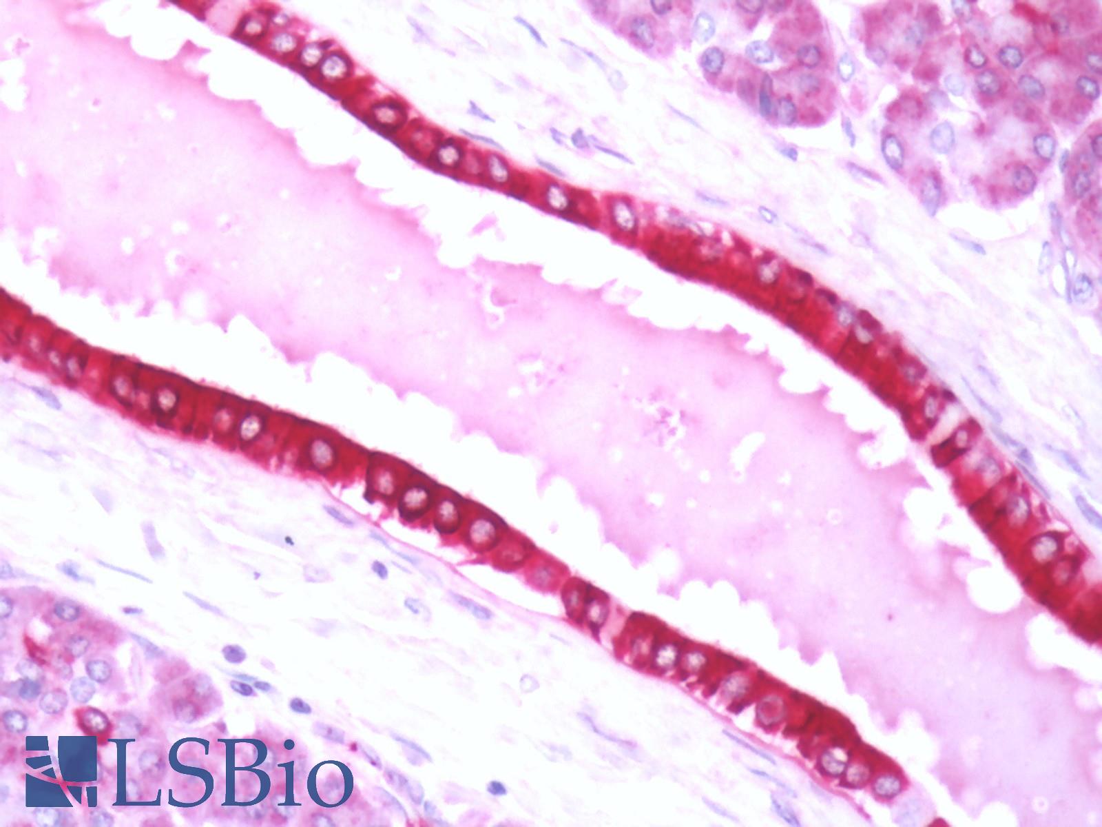 GPBAR1 / TGR5 Antibody - Human Pancreas: Formalin-Fixed, Paraffin-Embedded (FFPE)
