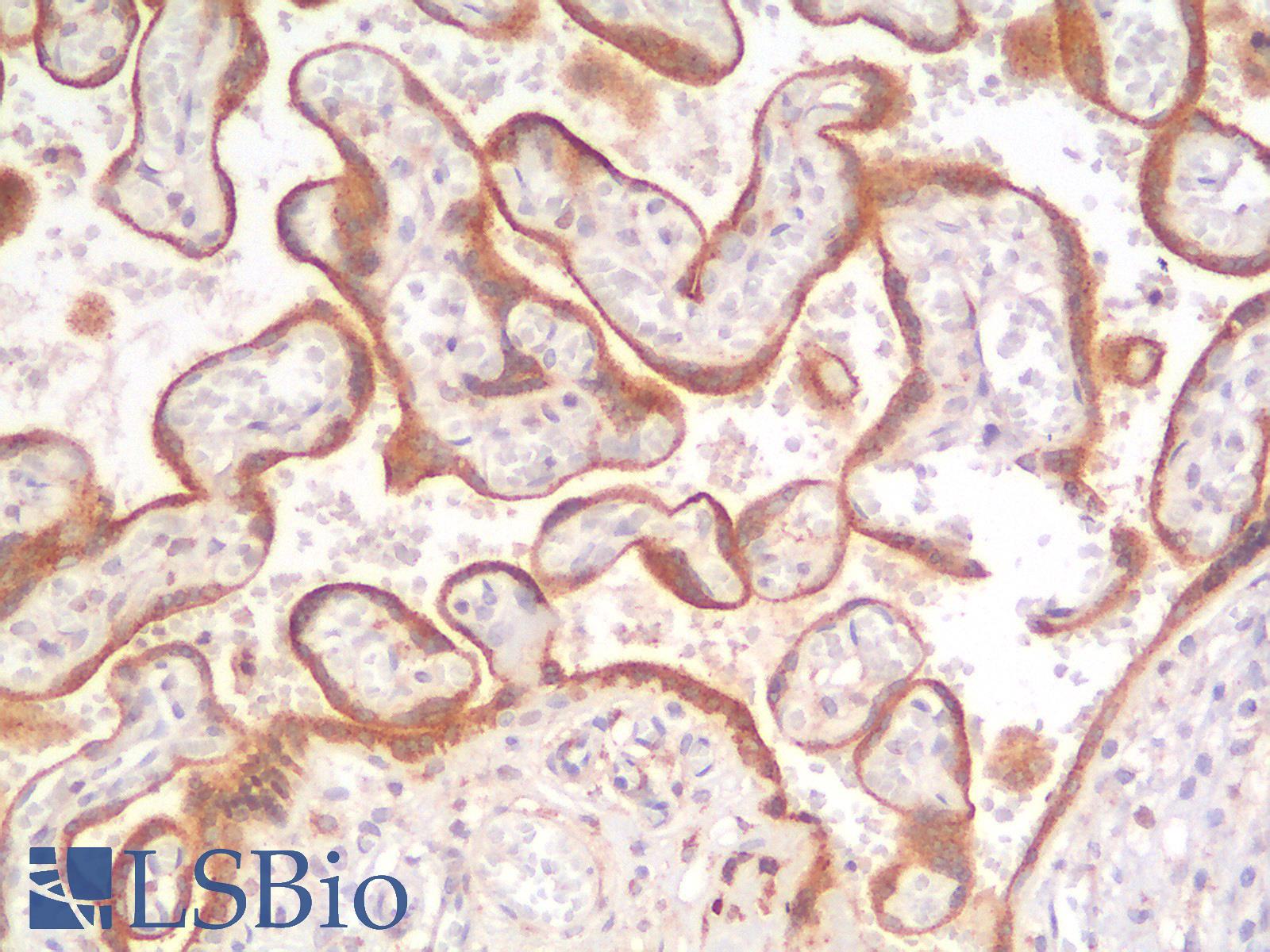 GPC3 / Glypican 3 Antibody - Human Placenta: Formalin-Fixed, Paraffin-Embedded (FFPE)
