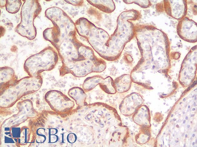 GPC3 / Glypican 3 Antibody - Human Placenta: Formalin-Fixed, Paraffin-Embedded (FFPE)