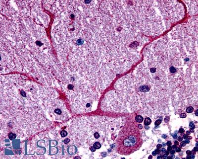 GPER1 / GPR30 Antibody - Brain, cerebellum, Purkinje neuron