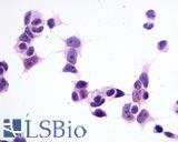GPR1 Antibody - Anti-GPR1 antibody immunocytochemistry (ICC) staining of untransfected HEK293 human embryonic kidney cells.