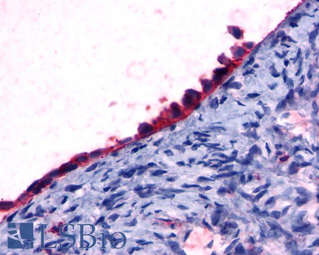 GPR108 Antibody - Anti-GPR108 antibody IHC of human ovary, surface epithelium. Immunohistochemistry of formalin-fixed, paraffin-embedded tissue after heat-induced antigen retrieval.