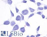 GPR137B Antibody - Anti-GPR137B / TM7SF1 antibody immunocytochemistry (ICC) staining of untransfected HEK293 human embryonic kidney cells.