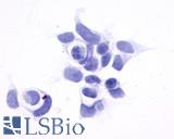 GPR161 Antibody - Anti-GPR161 antibody immunocytochemistry (ICC) staining of untransfected HEK293 human embryonic kidney cells.