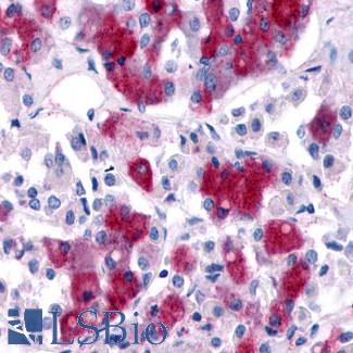 GPR161 Antibody - Brain, Pituitary, pars anterior
