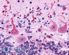 GPR162 Antibody - Brain, Cerebellum, Purkinje neurons
