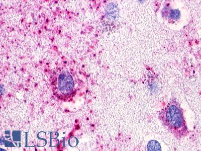GPR173 / SREB3 Antibody - Brain, Cortex, Neurons and glia