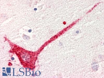 GPR182 / ADMR Antibody - Brain, Caudate neuron